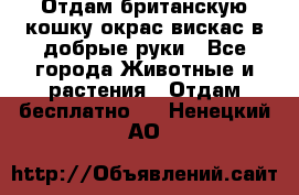 Отдам британскую кошку окрас вискас в добрые руки - Все города Животные и растения » Отдам бесплатно   . Ненецкий АО